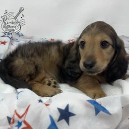 Hawk - Cream male Dachshund puppy in Pulaski, Tennessee from Billboard Doxies