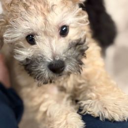 Nutmeg - Black and tan male Companion Cross puppy in Glenmont, New York from CocoPuff Breeders