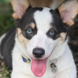 American Corgis from La Augies & Corgis