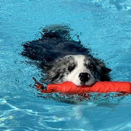 Australian Shepherd and Border Collie All Grown Up from Lightspeed Kennels
