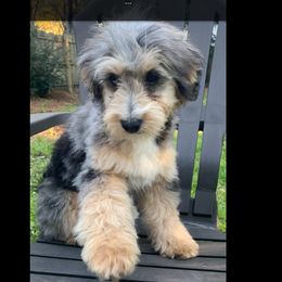 Asher - Bernedoodle