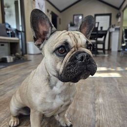 Penny - French Bulldog