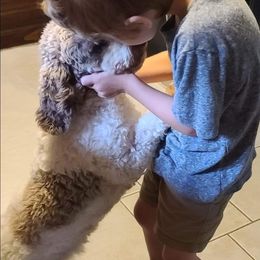 Poodle Puppies from Arrfs Poodles