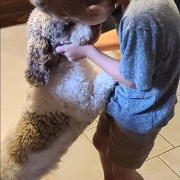 Poodle Puppies from Arrfs Poodles