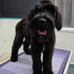 Spaghetti - Black female Giant Schnauzer puppy in Parker, Colorado from Pawsh K9’s