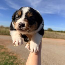 Clara - Black tri-color female Australian Shepherd puppy in Cushing, Oklahoma from Midwest LP Aussies