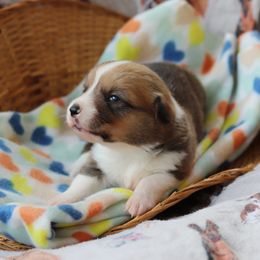 Girl 1 - Pembroke Welsh Corgi puppy in Karnack, Texas from Sureshot Corgis