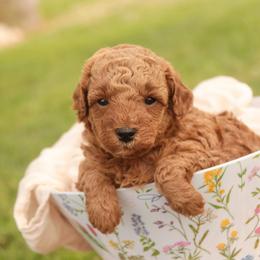 Flora - Red  female Poodle puppy in Nappanee, Indiana from Perfect Match Poodles