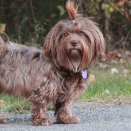 Peppercorn - Havanese