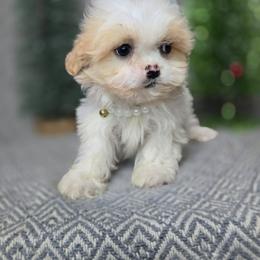 Tiny Gretchen - Gold and white female Shihpoo puppy in Hartville, Missouri from Petty Paws