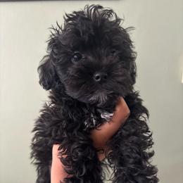 Shaggy - Black male Schnoodle puppy in Portland, Oregon from Marlen Poodles&Doodles