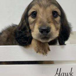 Hawk - Cream male Dachshund puppy in Pulaski, Tennessee from Billboard Doxies