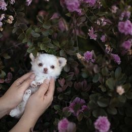 🎀👑DiLusso’s Bambi👑🎀 - Fawn and white Chihuahua puppy in Monroe, North Carolina from DiLusso Chihuahuas