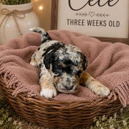 Cece - Merle female Goldendoodle puppy in North Branch, Michigan from Graceful Miniature Goldendoodles