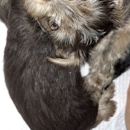 Yorkshire Terriers from Sandra's Yorkies