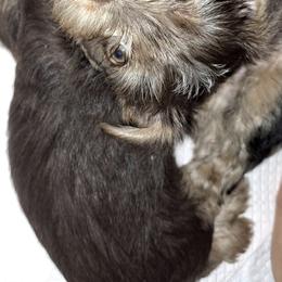 Yorkshire Terriers from Sandra's Yorkies