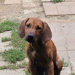 Rhodesian Ridgebacks from Shamwari