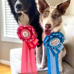 Border Collies and Sporty Mixes from Endgame Sport Dogs
