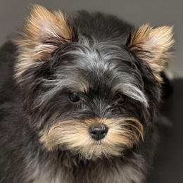 Mark - Black and tan male Yorkshire Terrier puppy in Lebanon, Kentucky from Mosaic Merle Doodles