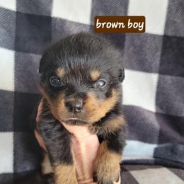 Brown boy - Black and mahogany male Rottweiler puppy in Custer County, Oklahoma from Rough Creek Kennels