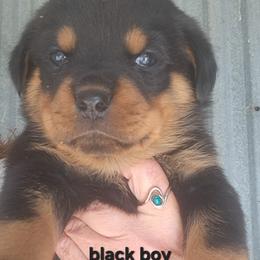 Boy 2 - Black and mahogany male Rottweiler puppy in De Witt, Iowa from Irish Eyes Kennels