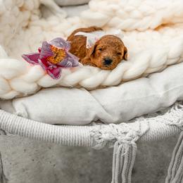 Goldendoodle Puppies from Dream Doodles in Spokane WA