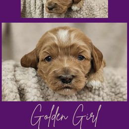 Golden Apricot Abstract Female - Golden female Cockapoo puppy in Stayton, Oregon from MoSa Ranch Cockapoos