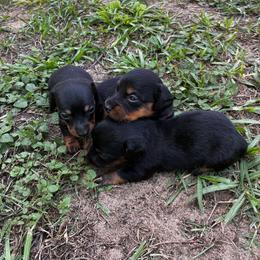 Penny - Black and tan female Dachshund puppy in Clermont, Florida from Dachshund Dad®