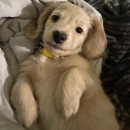 Dachshund Puppies from Ruff Patch Doxie Den