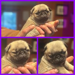 Purple Puppy - Fawn female Pug puppy in S AI Nt Johns, Michigan from Harmony Herd Family Farm AKC Pugs