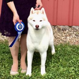 Tully - Siberian Husky