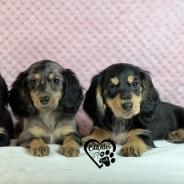 Dachshund, Pomeranian, and Poodle Puppies from Cuddles n Curls