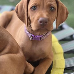 Vizsla Puppies from MountainTop Vizslas