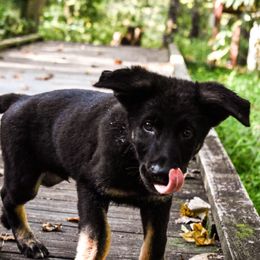 German Shepherd Puppies from Precision Dog Kennels