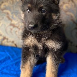 Blue collar boy - Black and red male German Shepherd puppy in Coleta, Illinois from Four Leaf Farm- Vom Vierblättriges Bauernhof