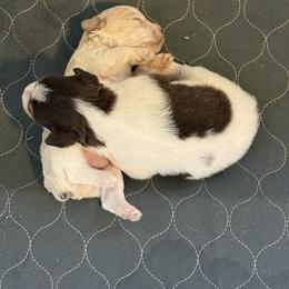 Miniature Schnauzer Puppies from PK Mini Schnauzers