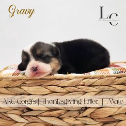 Gravy - Black and tan male Pembroke Welsh Corgi puppy in Pine Village, Indiana from NL Horsemanship