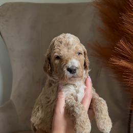 Cinnamon - Apricot male Goldendoodle puppy in Easley, South Carolina from Our Darling Doodles
