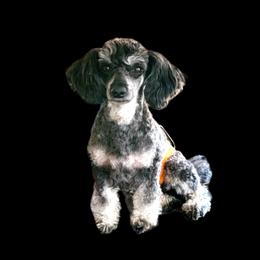 Titus - Poodle