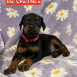 Red Collar - Black and rust male Doberman Pinscher puppy in Lake City, Florida from Paintedcrazy Doberman Pinchers