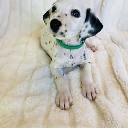 Mr.Green - White and black male Dalmatian puppy in Chehalis, Washington from Dalmatian Vacation