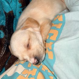 Tiny pomchi - Cream and white female Chihuahua puppy in Paradise, Texas from KCL Pups