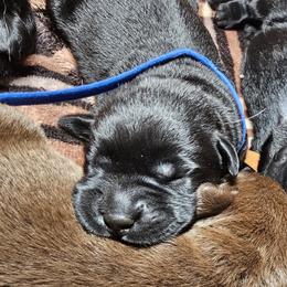 Blue - Black male Labrador Retriever puppy in Siloam Springs, Arkansas from Karemy Kennels (Karemy Labradors)