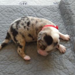 Patch - Blue merle male Australian Shepherd puppy in Anthony, Florida from Out of the Blue Aussies