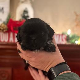 Cindy Lou (Who) - Black and white female Shih Tzu puppy in Taylorsville, North Carolina from Blue Ridge Shih Tzus