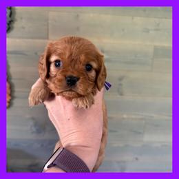 Rosa - Ruby female Cavalier King Charles Spaniel puppy in De Pere, Wisconsin from Rose Garden Kennels