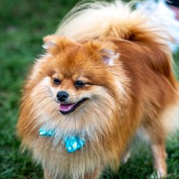 Hades - Pomeranian