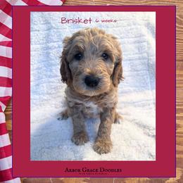 Brisket - Red  male Goldendoodle puppy in North Conway, New Hampshire from Arbor Grace Doodles