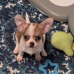 Chloe - Chocolate brindled fawn female Chihuahua puppy in El Paso, Texas from JVJ Chihuahua