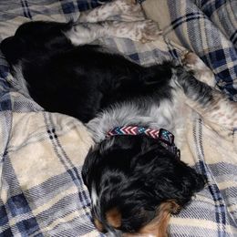 English Springer Spaniel Puppies from Sterling's springer Haven